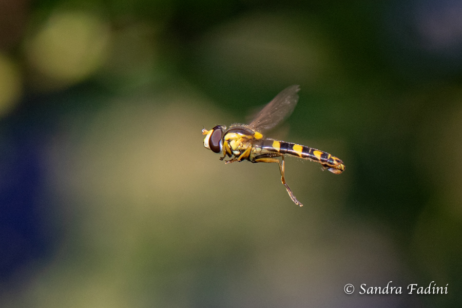 Gewöhnliche Langbauchschwebfliege (Sphaerophoria scripta) 02 - im Flug