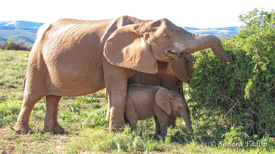 Afrikanische Elefanten (Loxodonta africana) 26 - Südafrika