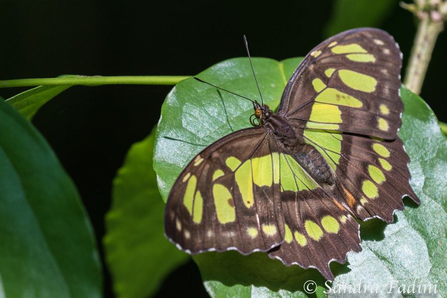 Malachitfalter (Siproeta stelenes biplagiata) 01 - Costa Rica