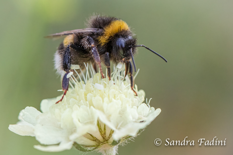 Dunkle Erdhummel (Bombus terrestris) 01