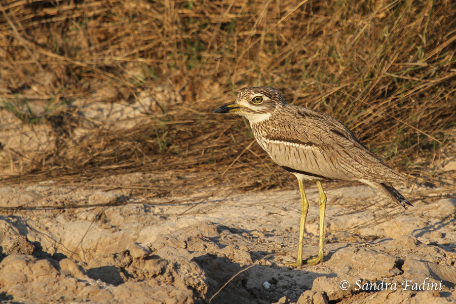 Wassertriel (Burhinus vermiculatus) 02 - Botswana