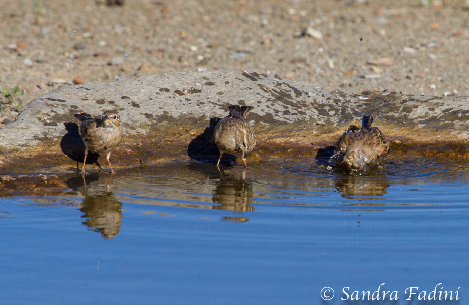 Lerchenammer (Emberiza impetuani) 01 - Namibia