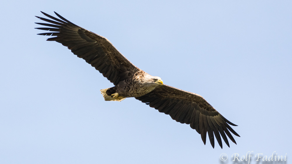 Seeadler (Haliaeetus albicilla) 01