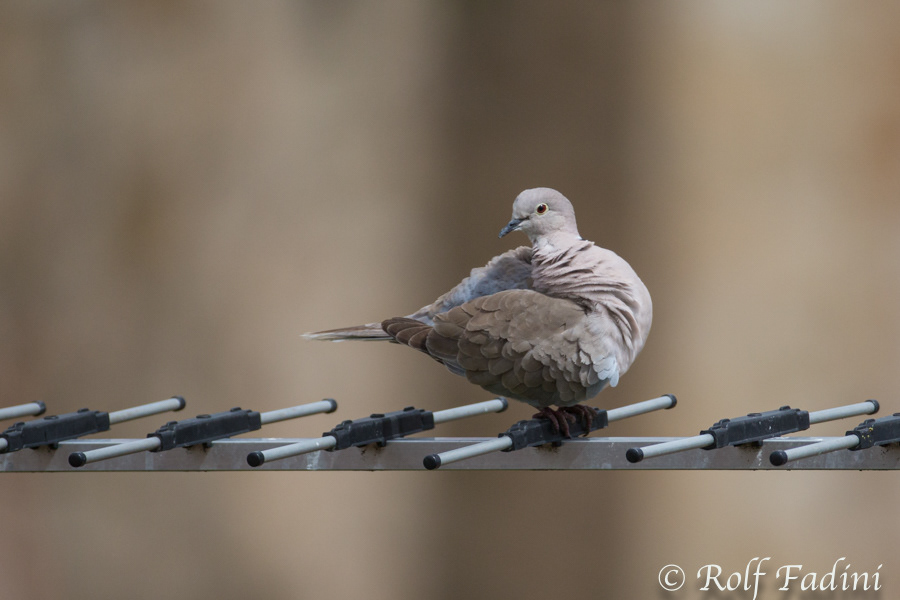 Türkentaube (Streptopelia decaocto) 01 - Spanien
