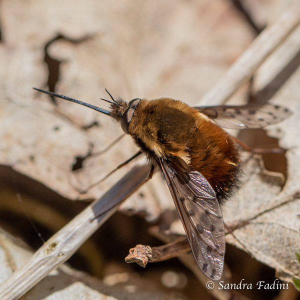 Großer Wollschweber (Bombylius major) 01