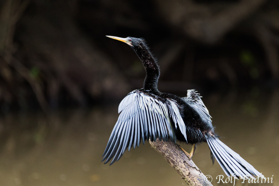 Amerikanische Schlangenhalsvogel (Anhinga anhinga) 05 - Jungvogel (Costa Rica)