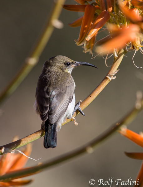 Weissbrust- Sonnenvogel (cinnyris talatala) 01 - Weibchen (Namibia)