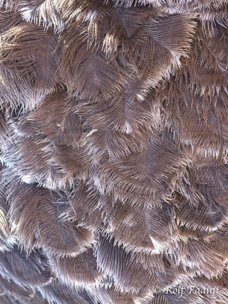 Afrikanischer Strauß (Struthio camelus) 06 - captive - Federkleid (Südafrika)