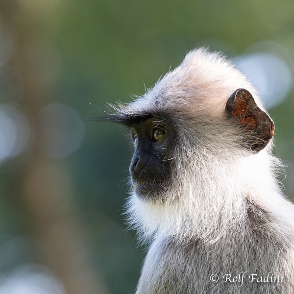 Hanuman-Langur (Semnopithecus) 09 - Sri Lanka