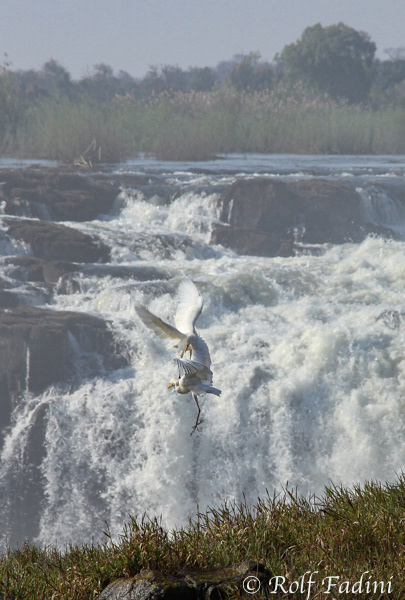 Kuhreiher (Bubulcus ibis) 01 - Simbabwe
