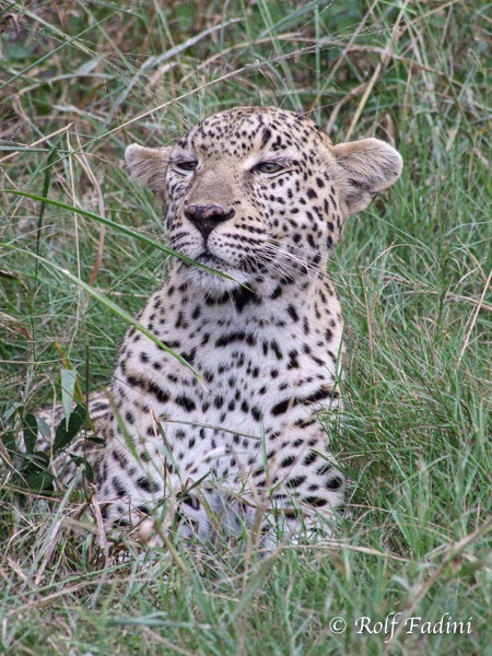 Leopard (Panthera pardus) 08 - Südafrika