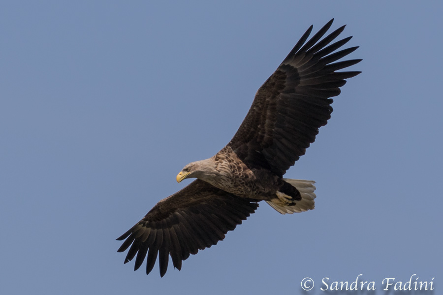 Seeadler (Haliaeetus albicilla) 11 - Rumänien