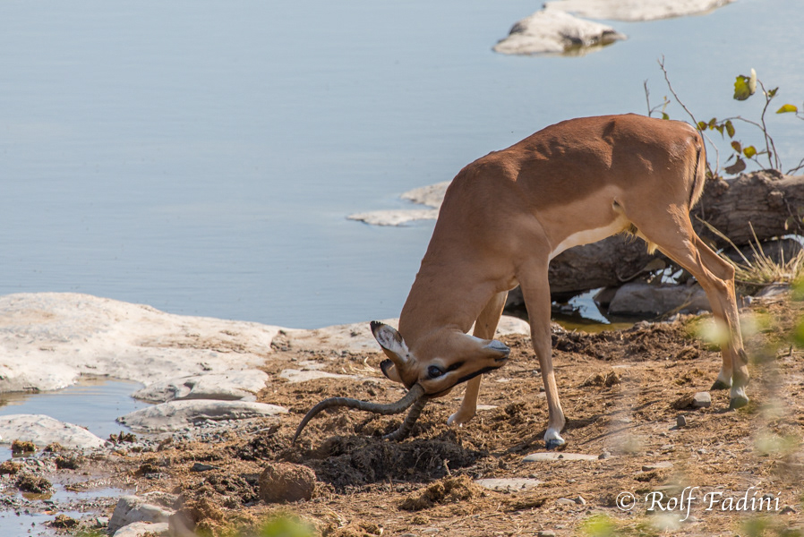 Schwarznasenimpala (Aepyceros petersi) 01 - Namibia