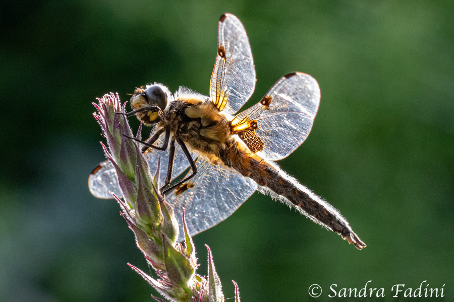 Vierfleck (Libellula quadrimaculata) 01