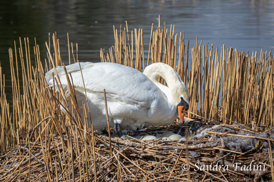 Höckerschwan (Cygnus olor) 13 - im Nest