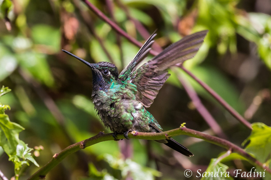 Violettkron-Brillantkolibri (Eugenes fulgens) 03 - Costa Rica
