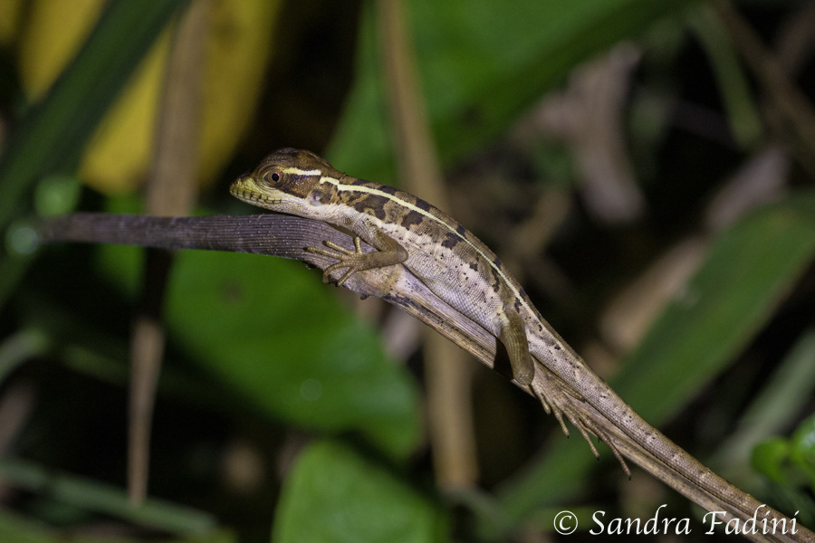 Streifenbasilisk (Basiliscus vittatus) 03 - Jungtier (Costa Rica)