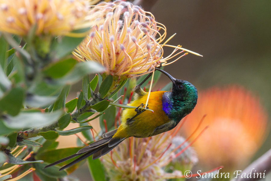 Goldbrust-Nektarvogel (Anthobaphes violacea) 02 - Männchen (Südafrika)