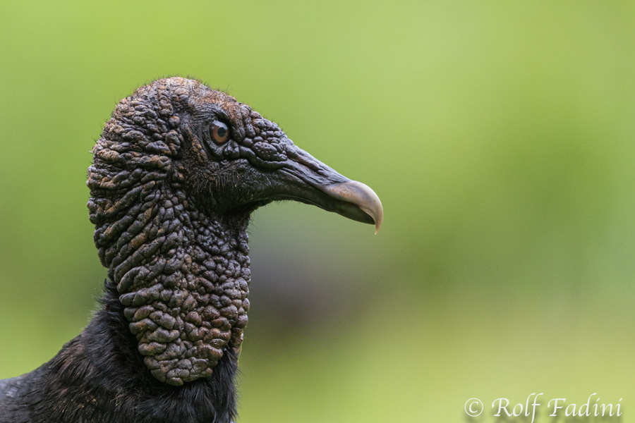 Rabengeier (Coragyps atratus) 02 - Costa Rica