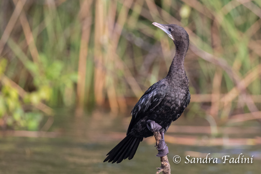 Mohrenscharbe (Phalacrocorax niger) 02 - Sri Lanka