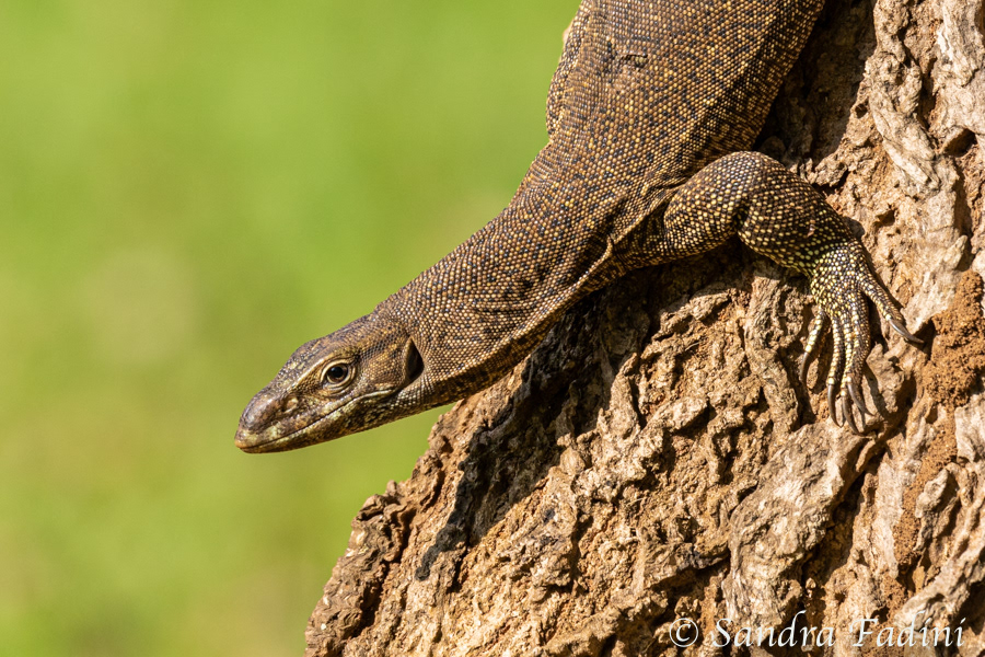 Bengalenwaran (Varanus bengalensis) 05 - Sri Lanka