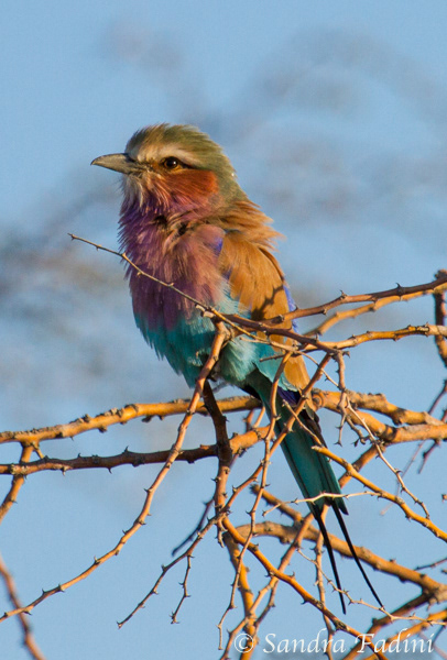 Gabelracke (Coracias caudatus) 02 - Namibia