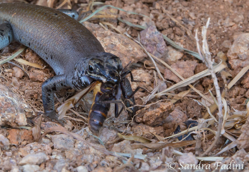 Western Rock Skink (Trachylepis sulcata sulcata) 03 - Männchen (Namibia)