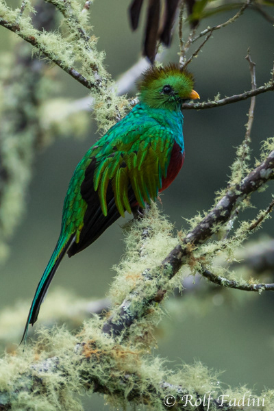 Quetzal (Pharomachrus mocinno) 08 - Männchen (Costa Rica)