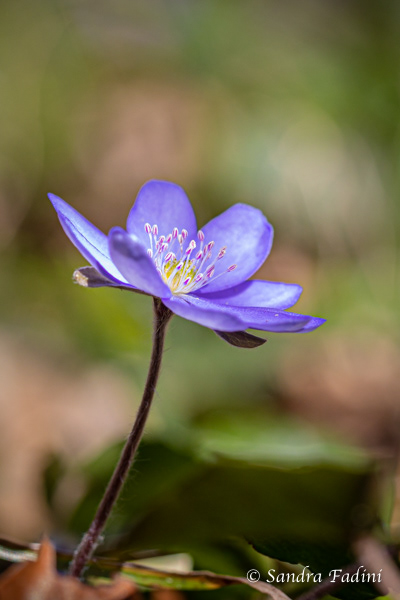 Leberblümchen (Hepatica nobilis) 01