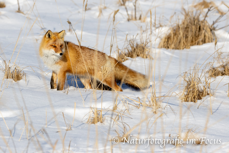 Ezo Rotfuchs (Vulpes vulpes schrenckii) 04- Japan