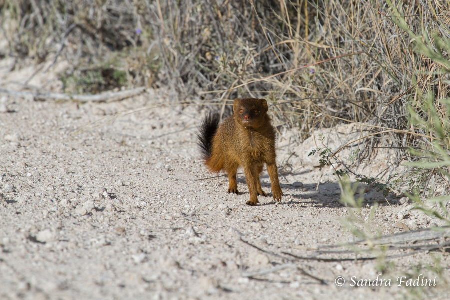 Kaokoveld-Schlankmanguste (Galerella flavescens) 02 - Namibia