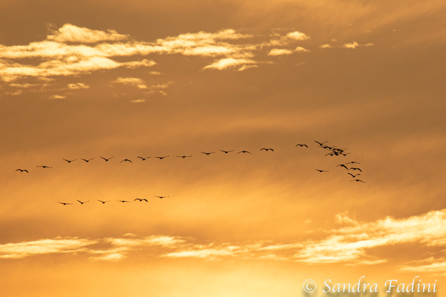 Kranich (Grus grus) 19 - im Sonnenuntergang