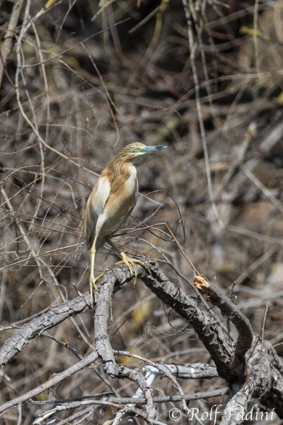 Rallenreiher (Ardeola ralloides) 01 - Rumänien