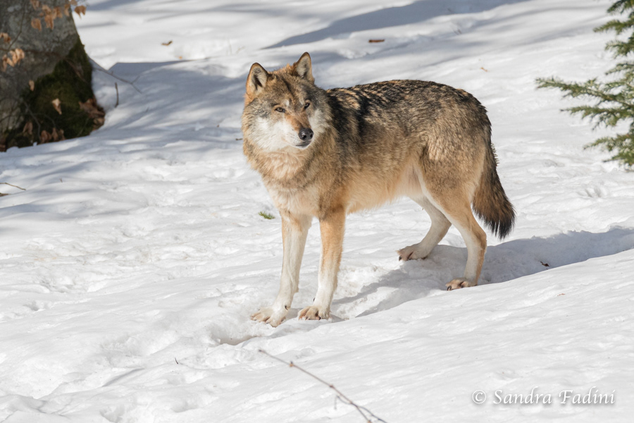 Wolf (Canis lupus) 05 - captive