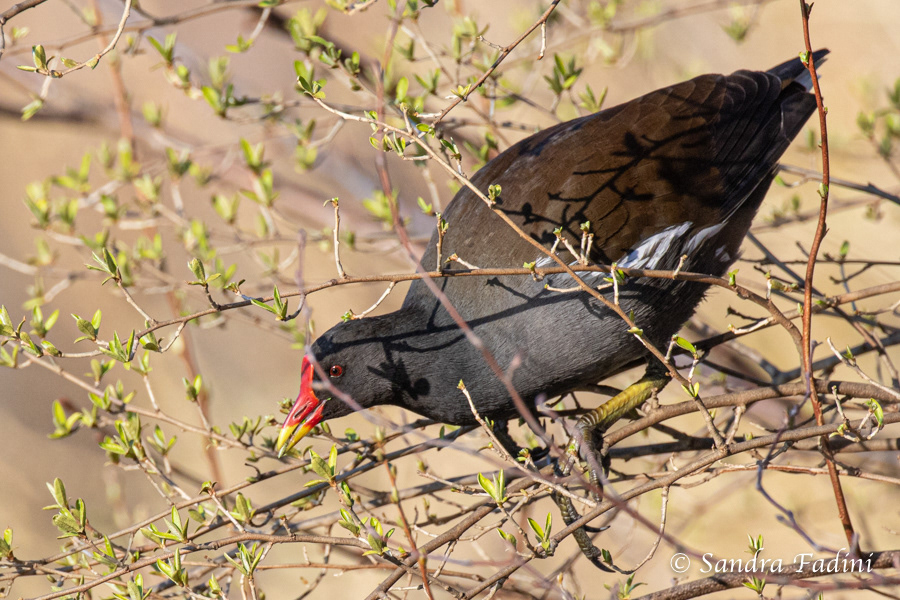 Teichralle (Gallinula chloropus) 09