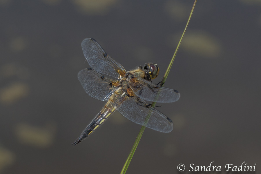 Vierfleck (Libellula quadrimaculata) 06