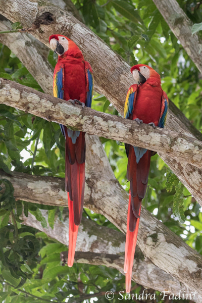 Hellroter Ara (Ara macao) 01 - Costa Rica