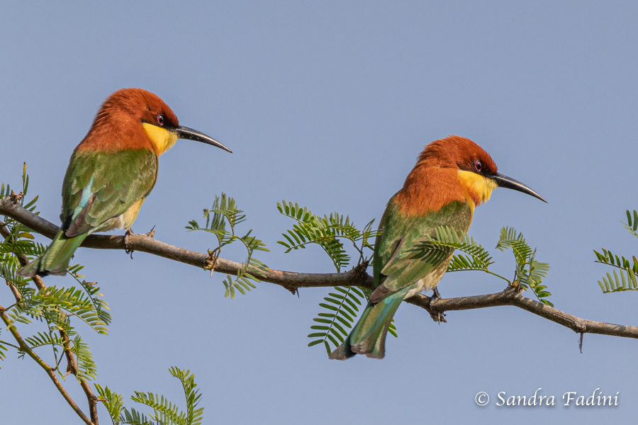 Braunkopfspint (Merops leschenaulti) 04 - Sri Lanka