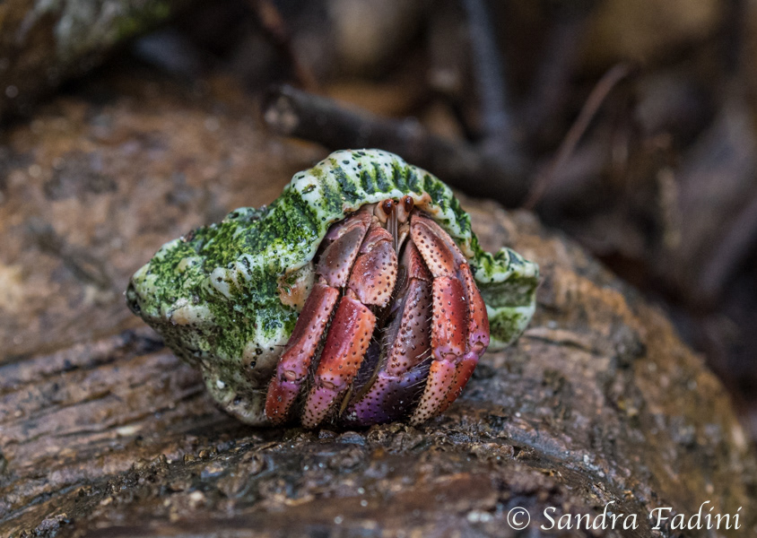 Landeinsiedlerkrebs (Coenobita clypeatus) 01 - Costa Rica