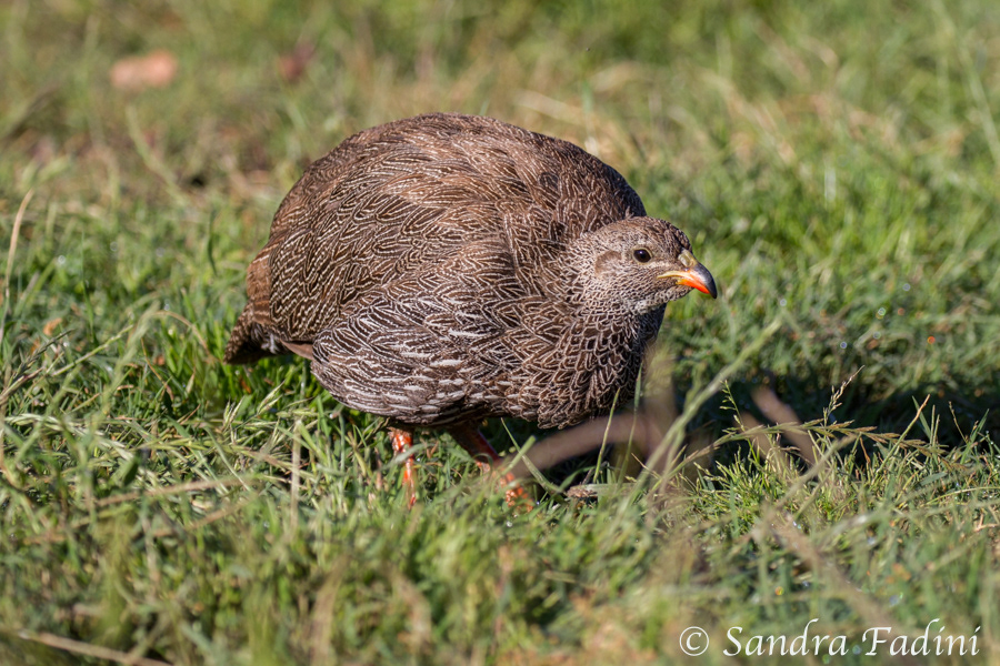 Kapfrankolin (Francolinus capensis) 01 - Südafrika