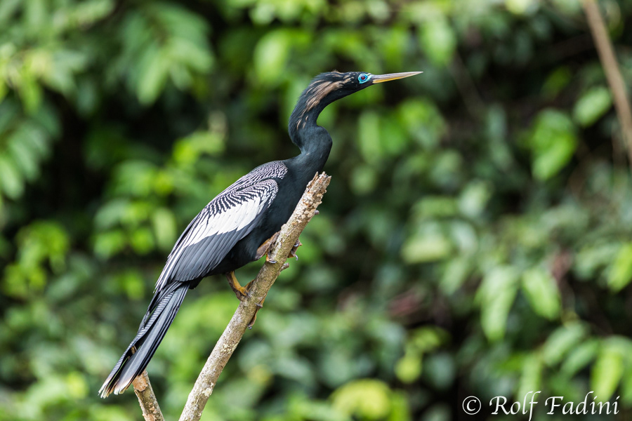 Amerikanische Schlangenhalsvogel (Anhinga anhinga) 04 - in Brutfärbung (Costa Rica)