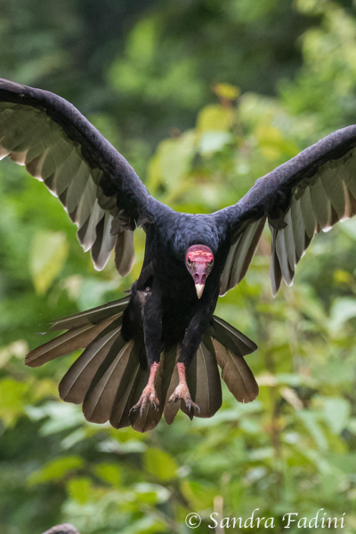 Truthahngeier (Cathartes aura) 03 - Costa Rica
