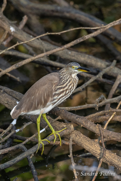 Paddyreiher (Ardeola grayii) 05 - Sri Lanka