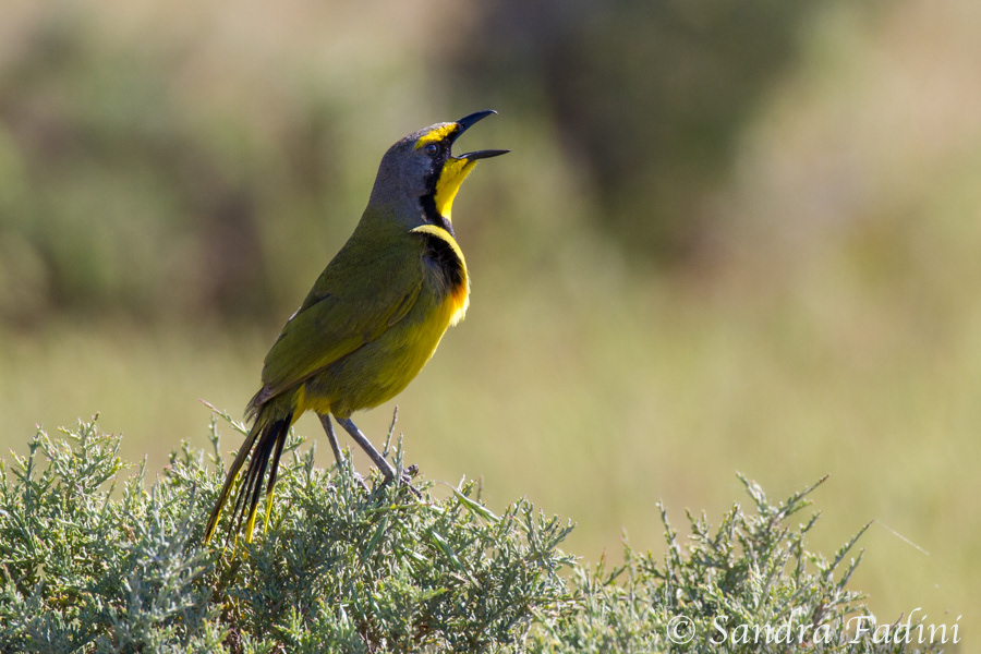 Bokmakiriwürger (Telophorus zeylonus) 02 - Südafrika