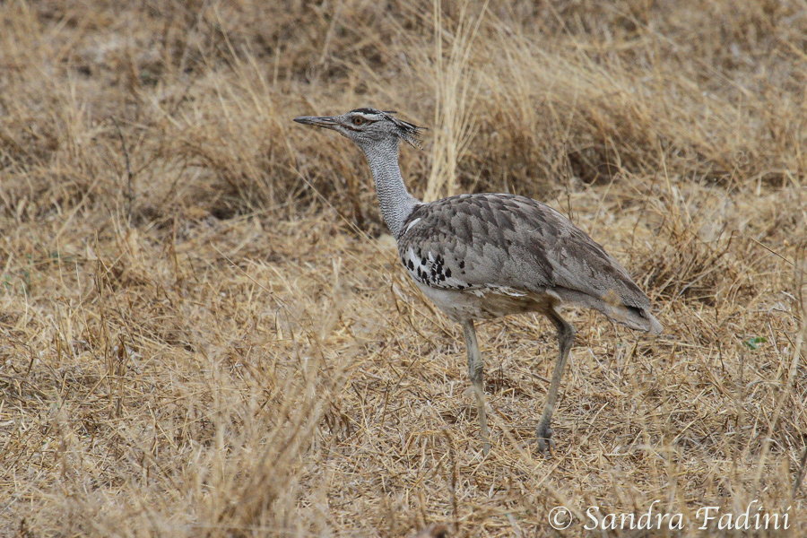 Riesentrappe (Ardeotis kori) 01 - Namibia