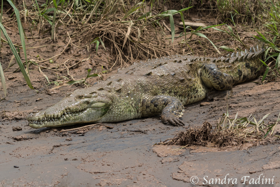 Spitzkrokodil (Crocodylus acutus) 05 - Costa Rica