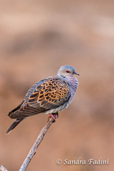 Turteltaube (Streptopelia turtur) 01