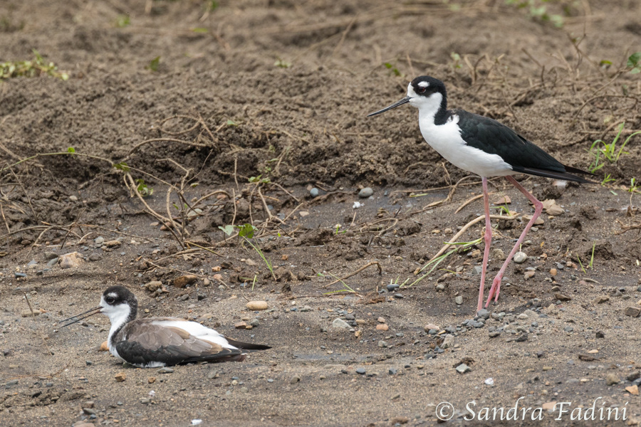 Amerikanische Stelzenläufer (Himantopus mexicanus) 01 - Costa Rica