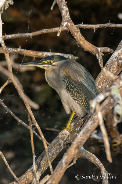 Mangrovereiher (Butorides striata) 03 - Sri Lanka