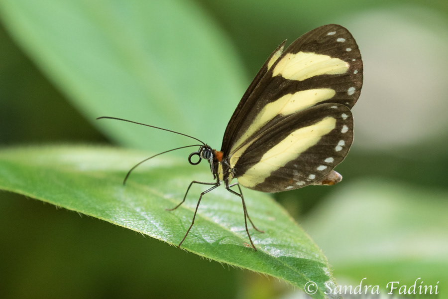 Schmetterling 01 - Costa Rica